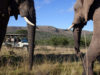 Tourism industry wants PCR tests scrapped South Africa’s tourism industry