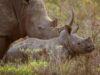 24 rhinos killed in SA since beginning of December 24 rhinos
