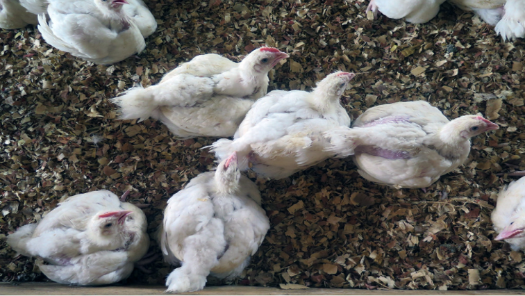 poultry farmers